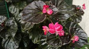 Discover Begonia Semperflorens A Plant That Blooms All Year Round Gardening On