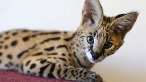 See more ideas about serval cats, serval, feline. Father Of Ezekiel Elliott Charged With Improperly Keeping Serval Cat