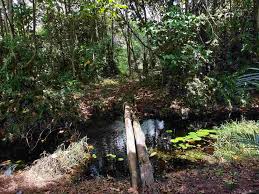 Kuala Langat forest reserve ...