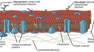 The animal cell plasma membrane is likely to contain. Structure Of The Plasma Membrane Article Khan Academy