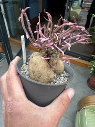 Image result for Monadenium nervosum