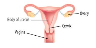 Be sure that you understand all the risks and side effects of the various treatments before making a decision. Cervical Screening Frequently Asked Questions Cancer Care Ontario