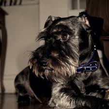 Black And White Miniature Schnauzer Big Beautiful Brown Eyes Black Schnauzer Schnauzer Puppy Schnauzer Breed White Schnauzer