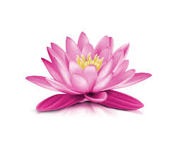 Image Result For Images For Lotus Flower With Transparent Background Buddha Art Transparent Background Flowers