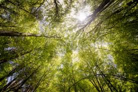 Everwood | LinkedIn