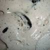Place a single layer of oreo cookies in the bottom of a baking pan. 1