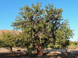 Image result for Juglans
