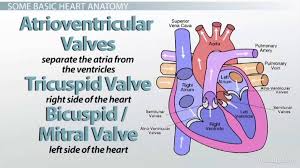 Double Circulation Definition Advantage