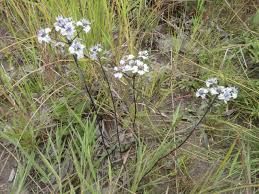 Image result for Haumaniastrum katangense