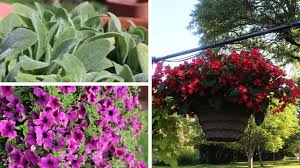 Image result for Kalanchoe velutina