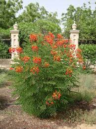 They add a wonderful accent to any outdoor space, garden or patio. Caesalpinia Pulcherrima Peacock Flower 40 50cm Buy Online Green Souq Uae