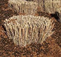 Pin By Leone Higgins On Landscape I Wish I Had Grass Care Grasses Landscaping Ornamental Grasses