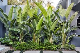 If so, dividing your space up into specific zones is a great way to maximise every inch. Tropical Garden Gardencare Landscape Design Balmain Adam Robinson Design Tropical Garde Tropical Garden Design Garden Landscape Design Tropical Landscaping
