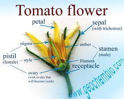 The pollination process starts with the pollen grains being discharged from small. Pin By Karen Hurtubise On Secret Gardens And Tomatoes Basils Marigolds Flower Anatomy Tomato Plants Growing Tomatoes