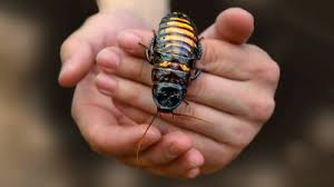 Image result for Craspedorhachis