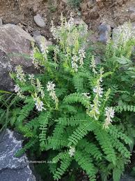 Image result for Astragalus atropilosulus
