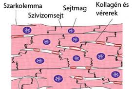 Tavaly év végén estem át a koronavíruson, amely szaglás és ízvesztéssel járt. A Szivizomgyulladas Okozoi Tunetei Es Kezelese