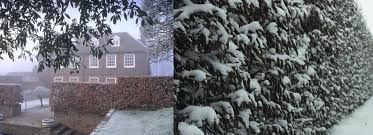 Image result for hornbeam hedge in winter