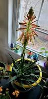 Image result for Aloe ballii