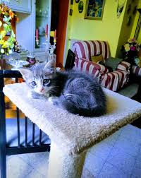 Mio Principe Kittens Cutest Cats And Kittens Cats