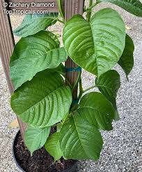 Image result for Passiflora quadrangularis