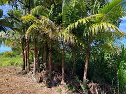 Image result for Acanthophoenix rubra