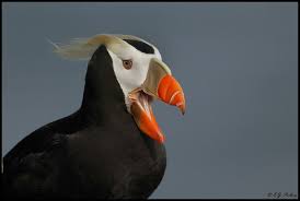 August Bird Of The Month Tufted Puffin Pet Birds Beautiful Birds Animals