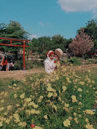 Wisata negri sakura bayat / mekar bunga bungur sakura bikin balai kota solo serasa musim semi di jepang solopos com. Wisata Negri Sakura Bayat Siapa Sih Yang Tak Ingin Melihat Keindahan Bunga Cukup Pergi Ke Kebun Raya Cibodas Kamu Sudah Bisa Melihat Keindahan Pohon Sakura Khas