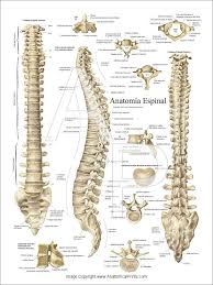 Click To View Spinal Column Spinal Cord Anatomy Anatomy Bones