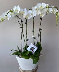 Add a touch of refinement, beauty. Grand White Orchid Plant