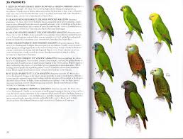 Review Birds Of The West Indies Princeton Illustrated