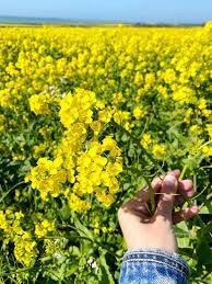 1 pegasus place, half moon bay. The Wild Mustard Fields In Half Moon Bay Everything You Need To Know