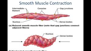 • smooth muscles respond to stretch only briefly, and then adapts to its new length. Smooth Muscle Physiology Youtube