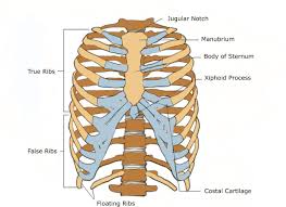 The thoracic cage (rib cage) is the skeletal framework of the thoracic wall, which encloses the thoracic cavity. Thoracic Cage Anatomy Anatomy Drawing Diagram