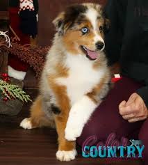 See more of corgi puppies on facebook. Jewel S Blue Merle Male Blue Merle Black Lab Puppies Aussie Puppies