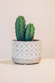 Trader joe's, the best of trader joe's products, good buys at trader joe's, trader joe's list, trader joe's groceries, trader joe's shopping, trader joes, trader joes, tjs, tj's, i love trader. Trader Joe S Houseplants A Power Ranking To Help You Choose Sunset Cactus Plants Cactus Pictures Cactus