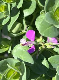 Image result for Polygala filicaulis