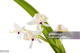 Image result for Polystachya fallax