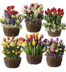 Mother In Law Christmas Gifts 2021 30 Impressive Christmas Gift Ideas Bulb Flowers Flower Bulb Gifts Spring Flowering Bulbs