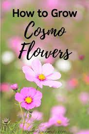 How To Grow Cosmos Flowers Cosmos Flowers Cosmos Plant Showy Flowers