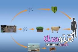 السلسلة الغذائية للانسان Kntosa Com 30 19 156
