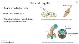 Nov 13, 2015 · cilia and flagella cilia and flagella are motile cellular appendages found in most microorganisms and animals, but not in higher plants. Cilia And Flagella Youtube