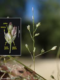 Image result for Eragrostis friesii