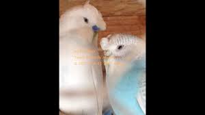 Tepeli Mantolu Muhabbet Kusu Aviary Salma Kushane Youtube