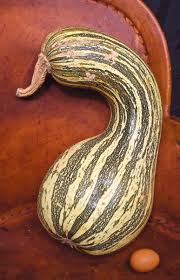 About how many grams will 1 large zucchini have? The Big Squash Story Edible Phoenix