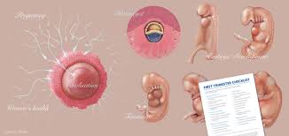 Image result for Embryology