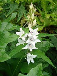 Maybe you would like to learn more about one of these? Campanula Latifolia Macrantha Alba Peak Cottage Plants