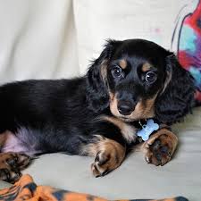 Philadelphia, pa, usa, dachshund puppies. Dachshund Pdsa