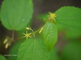 Image result for Triumfetta annua