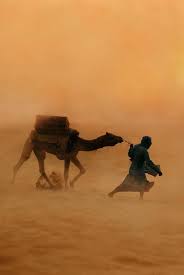 The camel's thick coat does a good job of reflecting sunlight and providing nice insulation from the sun and the it is also thin enough that the camels can see through it somewhat. Pin On 05 Nature S Moods